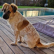 Tapoona participe au concours pour gagner de l'argent avec cette photo : backyard, brown_and_white_fur, canine_face, collar, companion, cushion, dog, ears, looking_back, outdoor, pet, porch, relaxed, sitting, spotted_fur, sunlight, swimming_pool, tail, water_reflection, wooden_deck