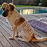 backyard, brown_and_white_fur, canine_face, collar, companion, cushion, dog, ears, looking_back, outdoor, pet, porch, relaxed, sitting, spotted_fur, sunlight, swimming_pool, tail, water_reflection, wooden_deck