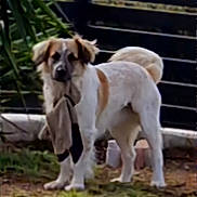 Tapoona participe au concours pour gagner de l'argent avec cette photo : dog, pet, canine, standing, white_fur, tan_markings, sock, holding, mouth, playful, outdoor, yard, grass, fence, plants, tail, portrait, domestic_animal, companion, curious