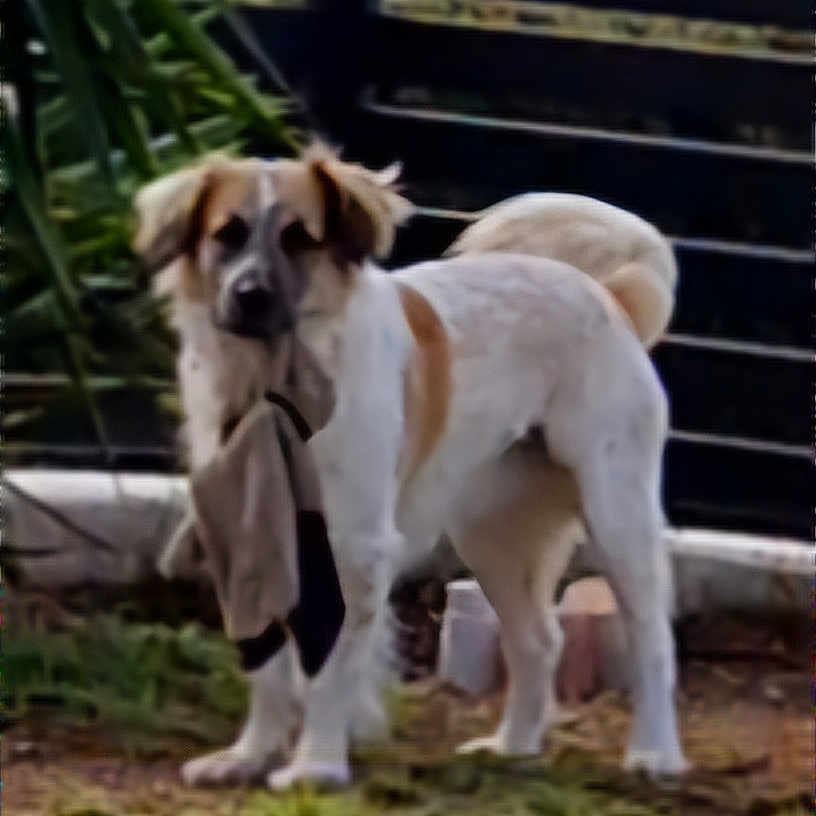 Tapoona participe au concours pour gagner de l'argent avec cette photo : canine, companion, curious, dog, domestic_animal, fence, grass, holding, mouth, outdoor, pet, plants, playful, portrait, sock, standing, tail, tan_markings, white_fur, yard