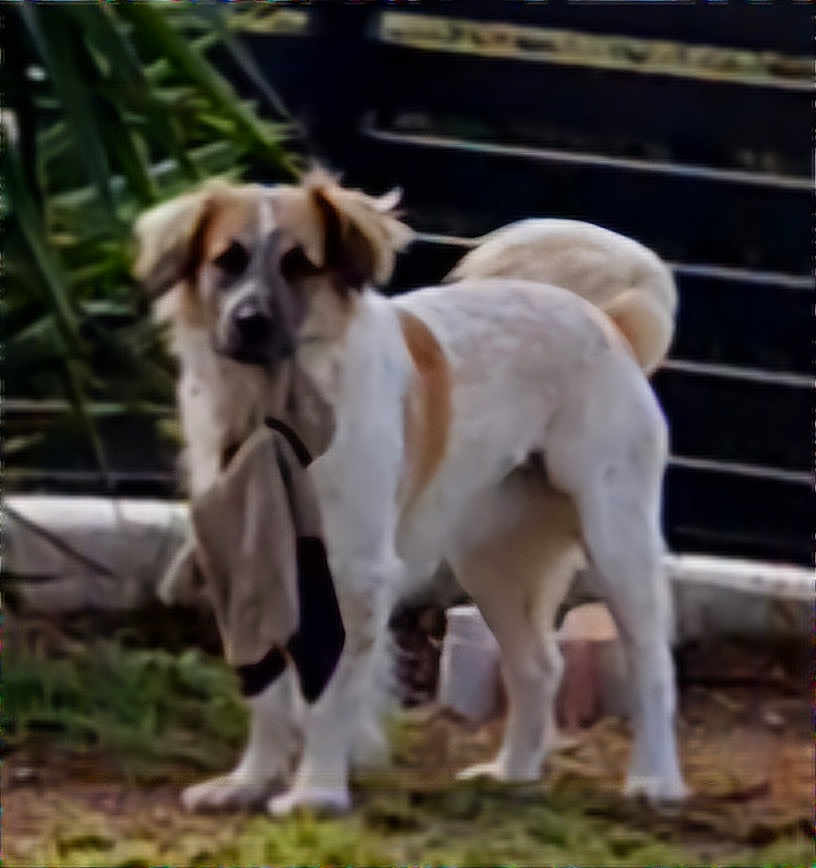 Tapoona participe au concours pour gagner de l'argent avec cette photo : dog, pet, canine, standing, white_fur, tan_markings, sock, holding, mouth, playful, outdoor, yard, grass, fence, plants, tail, portrait, domestic_animal, companion, curious
