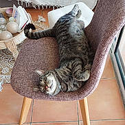 Jibe a rejoint le concours — aidez-le/la à gagner de superbes lots ! cat, tabby_cat, sleeping, relaxed, chair, upholstery, indoor, tiled_floor, rug, sofa, pillow, decorative_bowl, balls, book, window, sunlight, whiskers, paws, pet, home