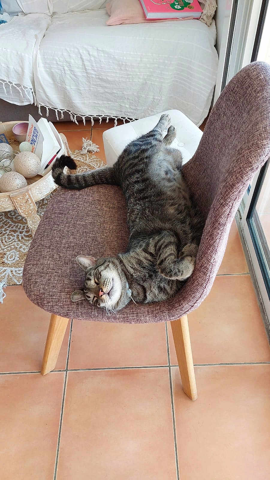 Jibe a rejoint le concours — aidez-le/la à gagner de superbes lots ! cat, tabby_cat, sleeping, relaxed, chair, upholstery, indoor, tiled_floor, rug, sofa, pillow, decorative_bowl, balls, book, window, sunlight, whiskers, paws, pet, home