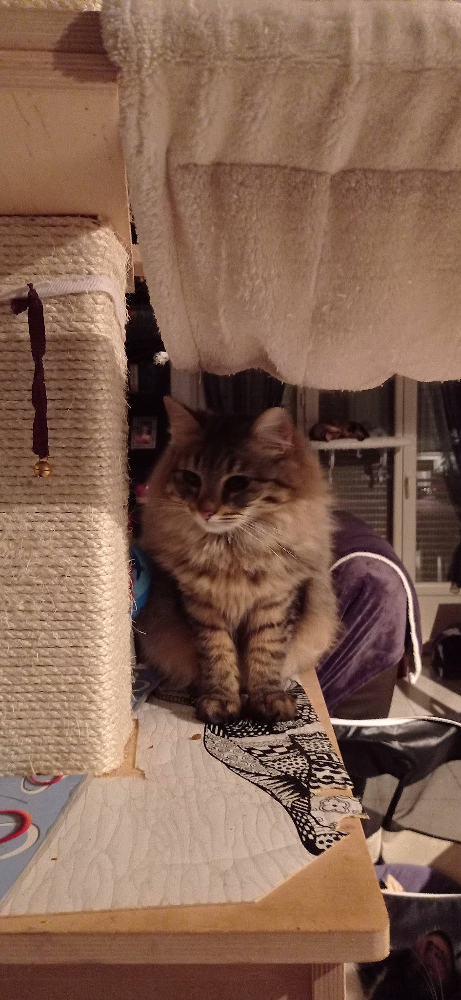 Naala a rejoint le concours — aidez-le/la à gagner de superbes lots ! basket, box, cardboard, carnivore, cat, chair, comfort, curtain, domestic_short_haired_cat, fawn, felidae, fur, shelf, sitting, small_to_medium_sized_cats, storage_basket, tail, whiskers, window, wood