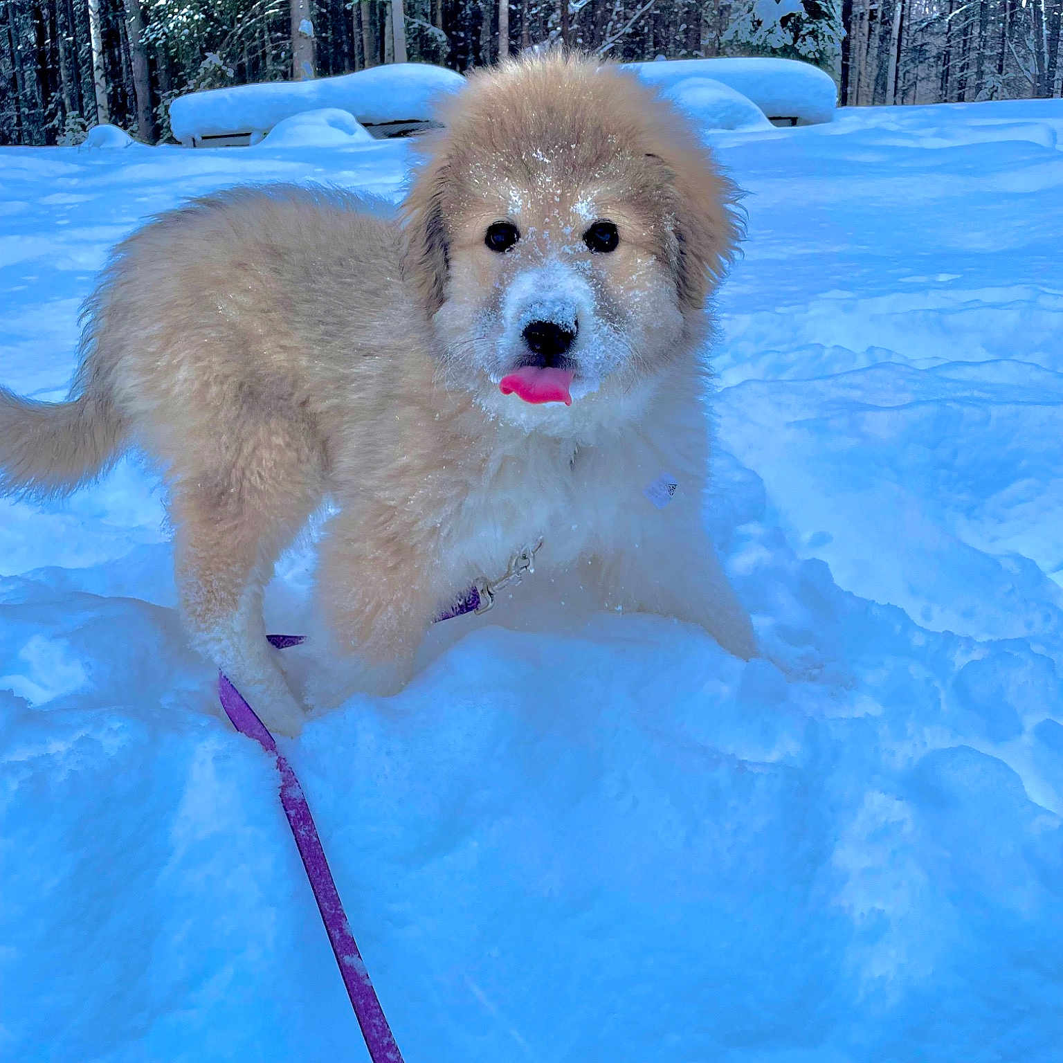 Chewie