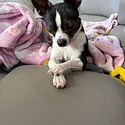 Avery is registered to the contest to win money with this photo: dog, small_dog, black_and_white, paws, ears, couch, blanket, pink_blanket, cozy, indoor, pet, fur, resting, cute, animal, companion, home, leisure, relaxed, portrait