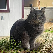 Monkey joined the competition — help win amazing prizes! animal, cat, daylight, domestic, ears, feline, fluffy, fur, grass, gray_cat, nature, outdoor, pet, plants, sitting, tail, wall, whiskers, window, yard