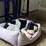 Luna is registered to the contest to win money with this photo: dog, pet_bed, black_and_white, toy, carpet, indoor, furniture, stool, relaxed, canine, home, cozy, animal, paw, collar, resting, chewing, fur, domestic_animal, comfort