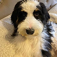Luna is registered to the contest to win money with this photo: dog, fluffy, black_and_white, pet, indoor, couch, upholstery, closeup, face, fur, animal, canine, companion, relaxed, cute, domestic, portrait, looking_at_camera, home, furniture