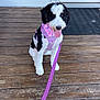 Luna joined the competition — help win amazing prizes! dog, puppy, leash, bandana, harness, porch, wooden_floor, door, pet, animal, tongue_out, sitting, black_and_white, cute, outdoor, friendly, playful, young_dog, domestic_animal, canine