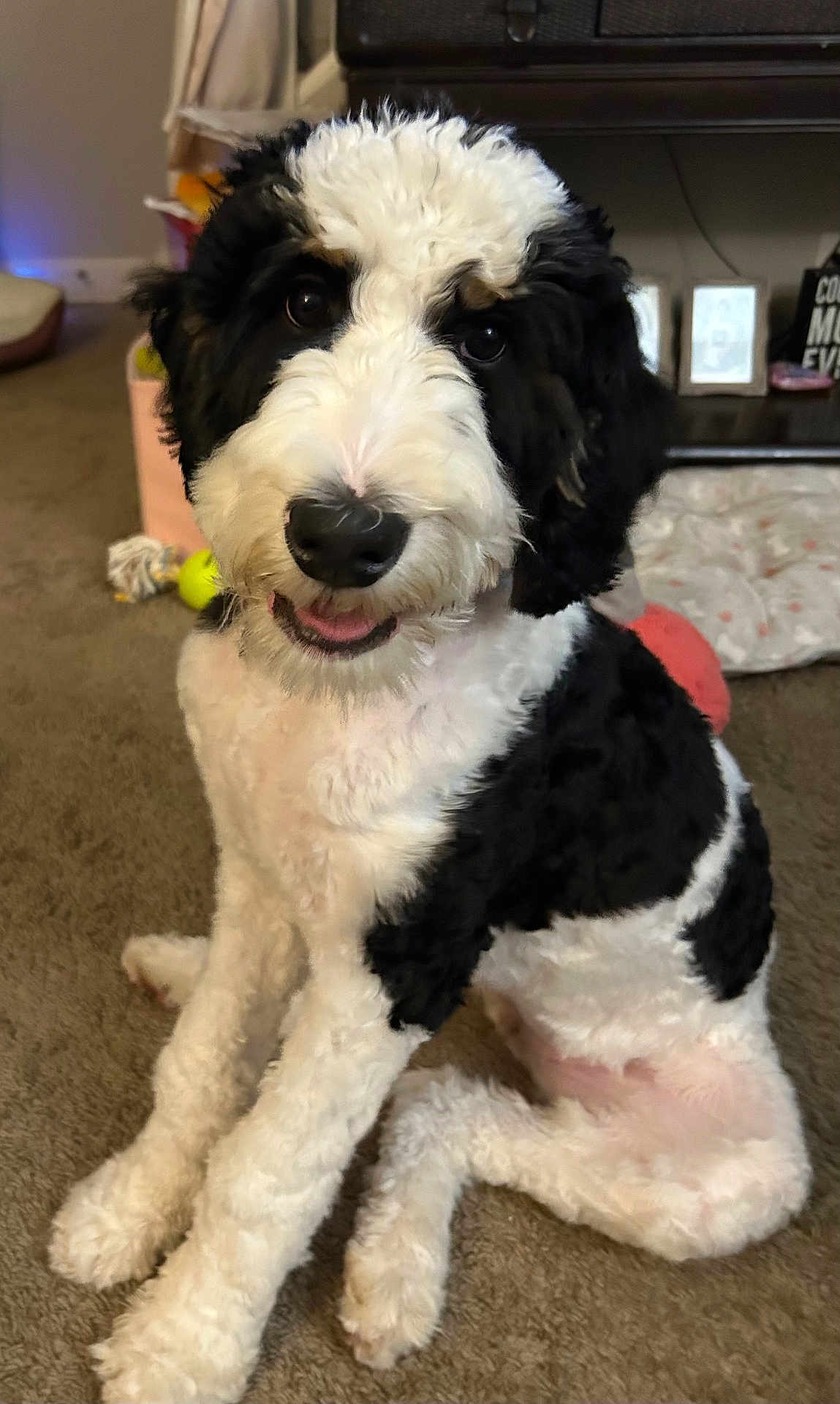 Luna joined the competition — help win amazing prizes! dog, black_and_white, fluffy, indoor, carpet, pet, animal, smiling, sitting, fur, toy, home, furniture, cute, canine, happy, domestic, friendly, portrait, companion