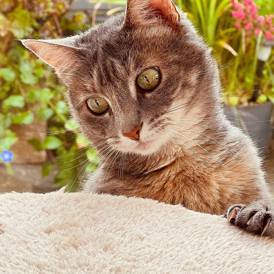Lily a rejoint le concours — aidez-le/la à gagner de superbes lots ! animal, cat, closeup, curious, daylight, ears, feline, flower, fur, greenery, indoor, nature, paw, pet, plant, portrait, relaxed, soft_texture, tabby_cat, whiskers