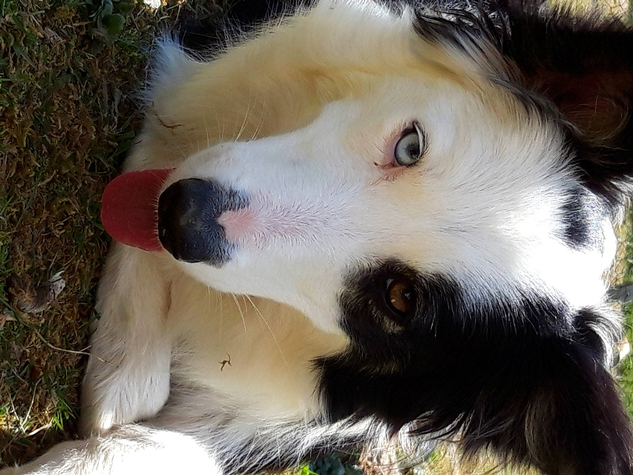 Okami a rejoint le concours — aidez-le/la à gagner de superbes lots ! ancient_dog_breeds, border_collie, canidae, carnivore, companion_dog, dog, dog_breed, fur, grass, herding_dog, puppy, sporting_group, terrestrial_animal, whiskers, working_dog