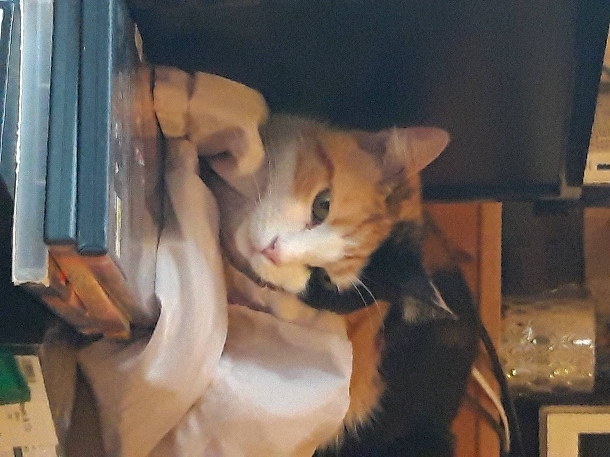 Kitty participe au concours pour gagner de l'argent avec cette photo : box, canidae, cardboard, carnivore, cat, comfort, domestic_short_haired_cat, ear, fawn, felidae, fur, lap, mammal, paw, shipping_box, small_to_medium_sized_cats, snout, tail, whiskers, window