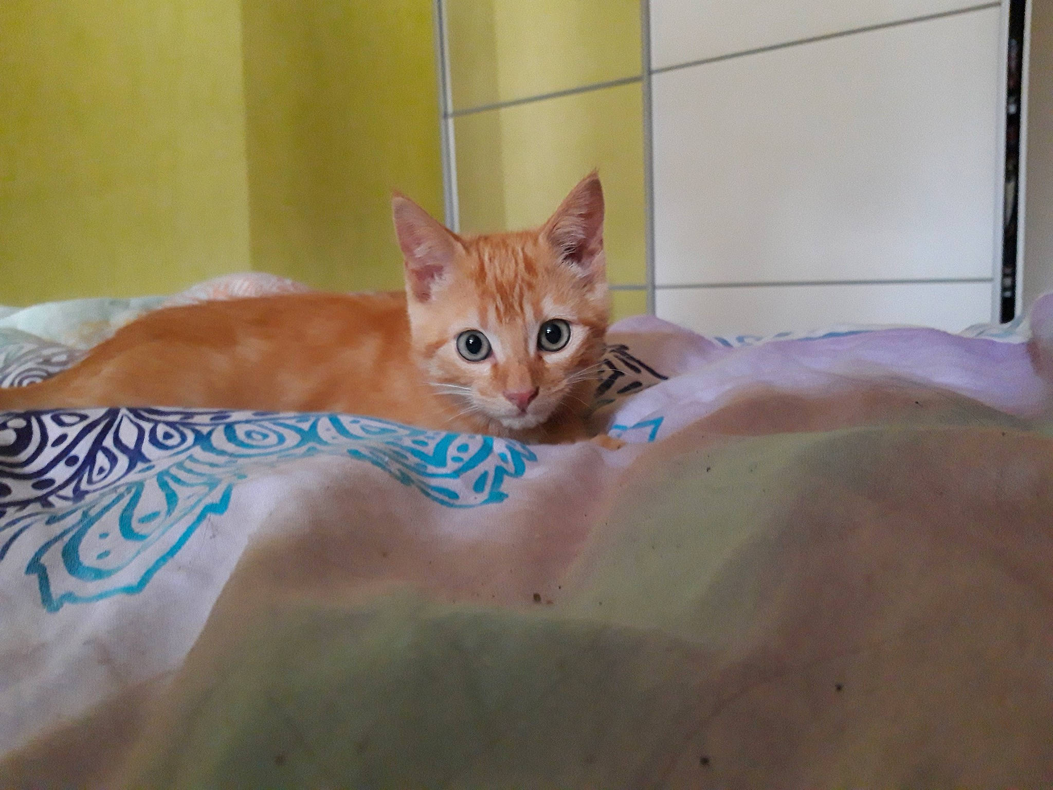 Kangoo participe au concours pour gagner de l'argent avec cette photo : aegean_cat, arabian_mau, asian, carnivore, cat, domestic_short_haired_cat, european_shorthair, fawn, felidae, fur, german_rex, kitten, mammal, ojos_azules, small_to_medium_sized_cats, tabby_cat, tail, whiskers