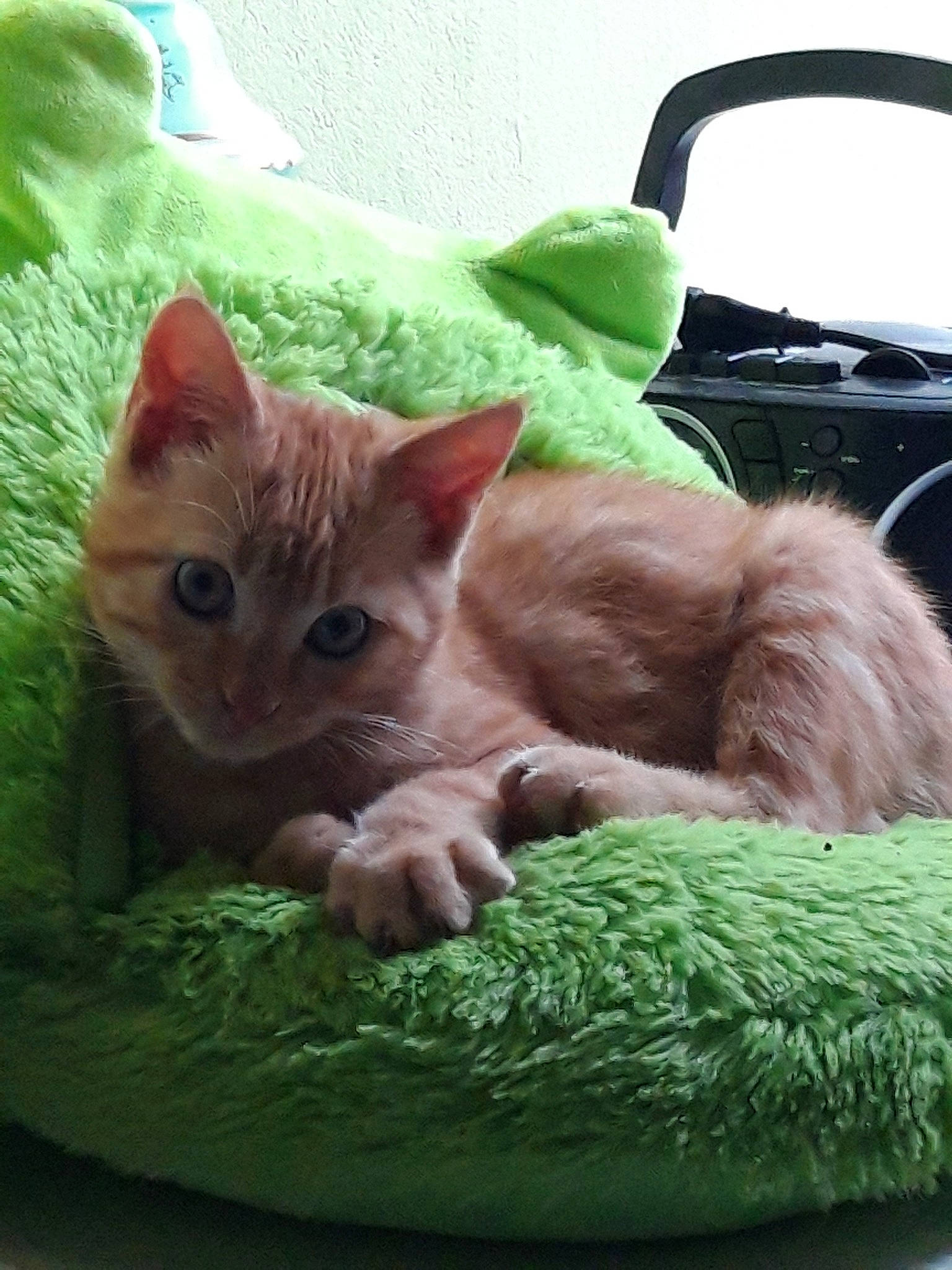 Kangoo participe au concours pour gagner de l'argent avec cette photo : asian, carnivore, cat, domestic_short_haired_cat, european_shorthair, fawn, felidae, german_rex, green, kitten, mammal, ojos_azules, plant, small_to_medium_sized_cats, snout, whiskers