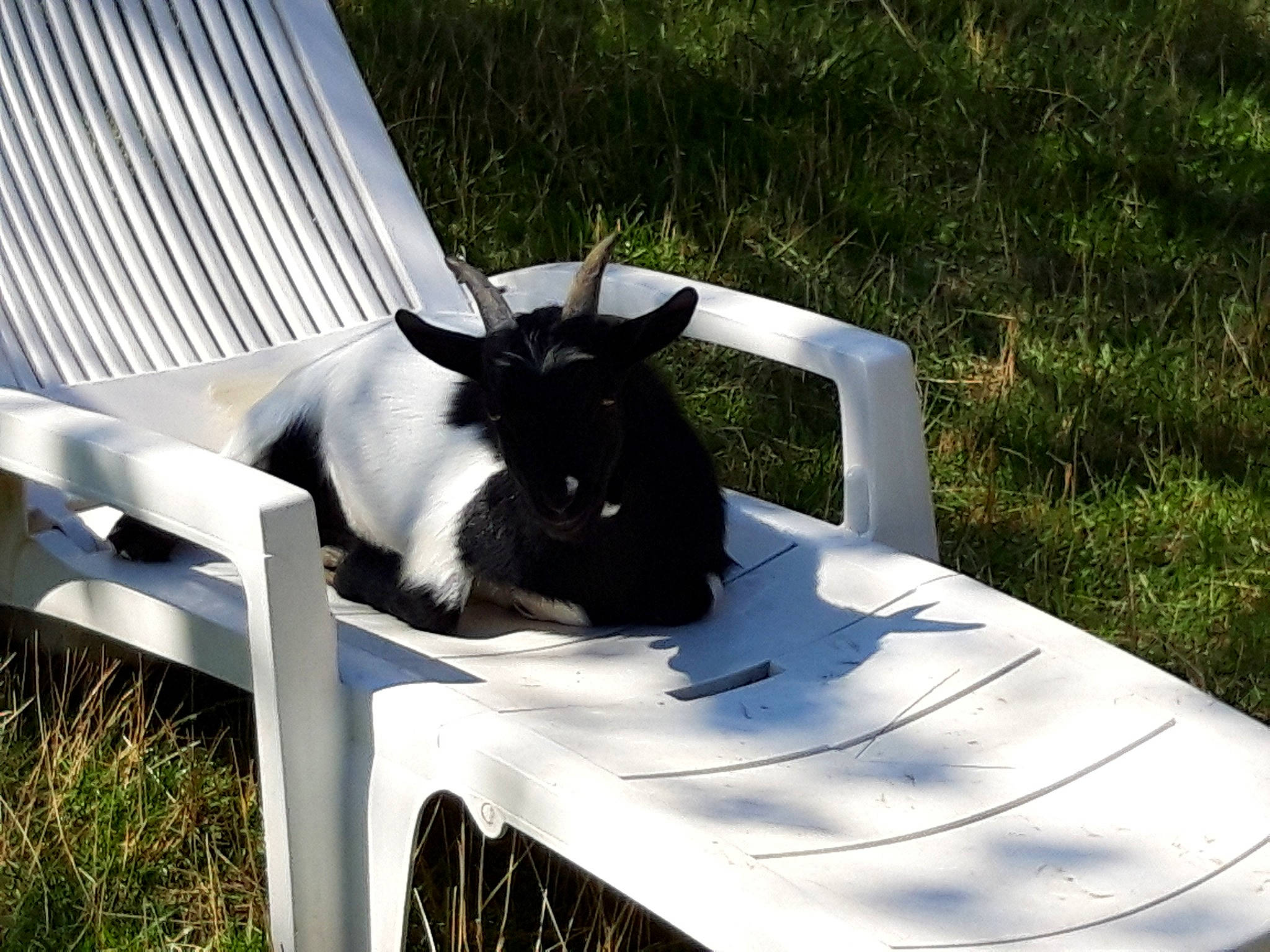 Thorin participe au concours pour gagner de l'argent avec cette photo : chair, cow_goat_family, goat, goats, grass, livestock, plant