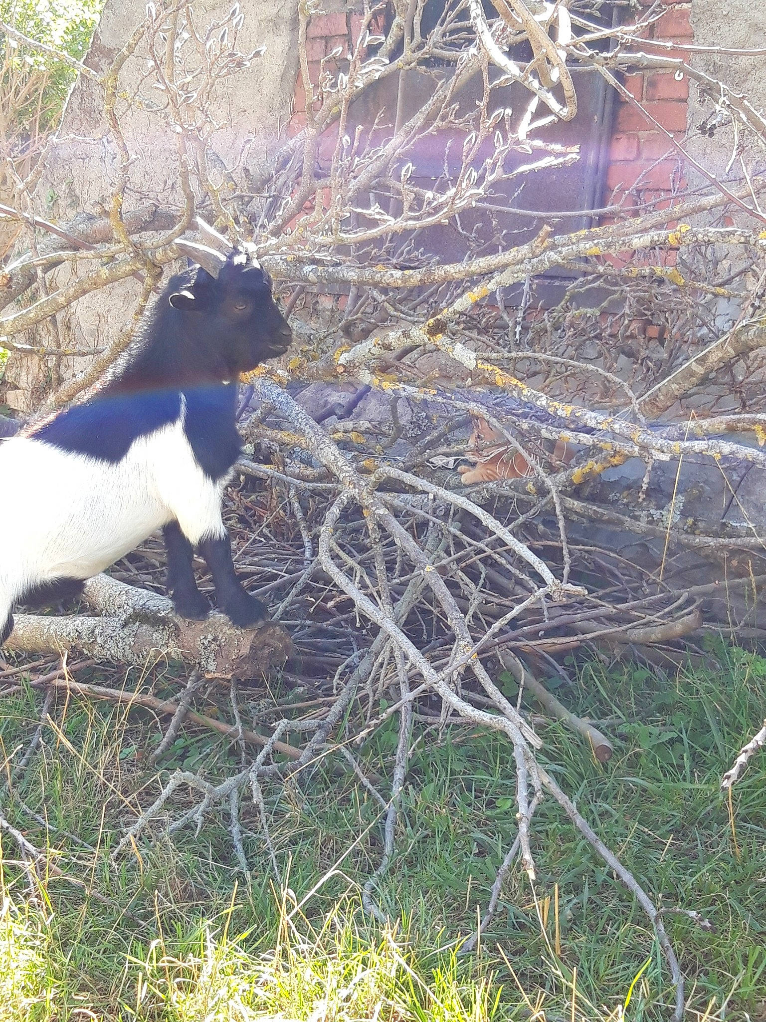 Thorin a rejoint le concours — aidez-le/la à gagner de superbes lots ! canidae, carnivore, dog_breed, grass, grass_family, hunting_dog, plant, sporting_group, tail, tree