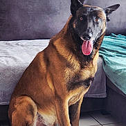 Pango a rejoint le concours — aidez-le/la à gagner de superbes lots ! dog, belgian_malinois, pet, animal, sitting, tongue_out, open_mouth, pointed_ears, brown_fur, black_mask, indoors, living_room, couch, blanket, tile_floor, portrait, front_view, happy, alert, domestic_animal