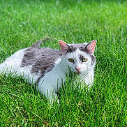 Tubtubs is registered to the contest to win money with this photo: cat, grass, outdoor, animal, pet, nature, green, fur, whiskers, ears, eyes, mammal, relaxing, laying, daylight, field, closeup, summer, calm, wildlife