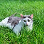 cat, grass, outdoor, animal, pet, nature, green, fur, whiskers, ears, eyes, mammal, relaxing, laying, daylight, field, closeup, summer, calm, wildlife