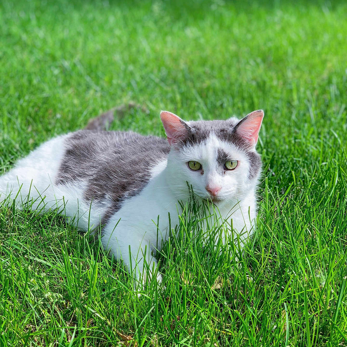 Tubtubs is registered to the contest to win money with this photo: animal, calm, cat, closeup, daylight, ears, eyes, field, fur, grass, green, laying, mammal, nature, outdoor, pet, relaxing, summer, whiskers, wildlife