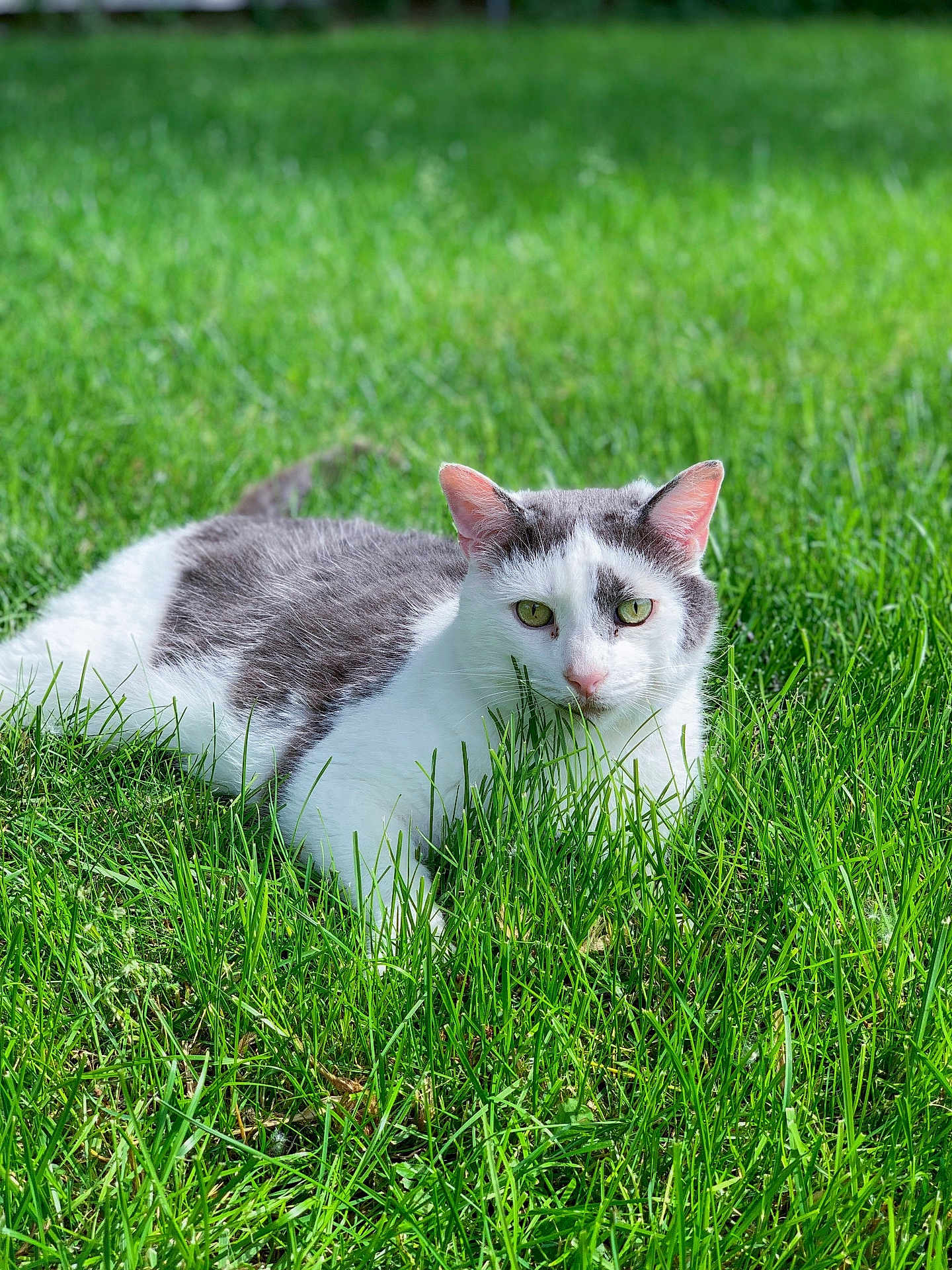 Tubtubs is registered to the contest to win money with this photo: cat, grass, outdoor, animal, pet, nature, green, fur, whiskers, ears, eyes, mammal, relaxing, laying, daylight, field, closeup, summer, calm, wildlife