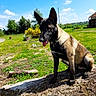 animal, blue_sky, canine, clouds, daylight, dog, ears, grass, greenery, happy, log, nature, outdoor, pet, playful, sitting, sunny, tongue, tree, yard