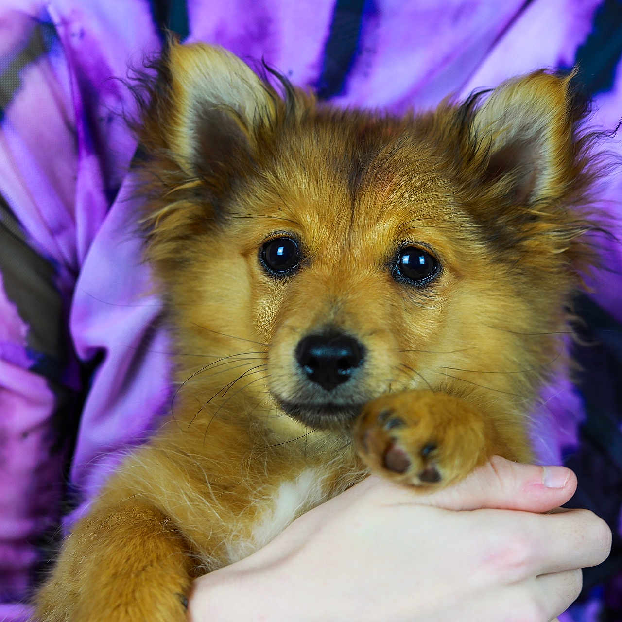 Modjo participe au concours pour gagner de l'argent avec cette photo : animal, bodypart, canine, chow, cockerspaniel, collie, dog, eskimodog, finger, germanshepherd, goldenretriever, hand, head, husky, papillon, person, pet, puppy, redwolf, terrier