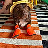 animal, black_rug, brown_dog, companion, cute, dog, domestic, floor, green_clothing, hat, indoor, legs, looking_up, orange_booties, orange_rug, pet, striped_rug, waiting, white_rug, yellow_hat