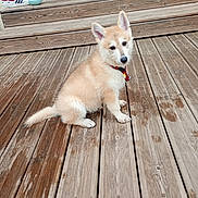 Rachka a rejoint le concours — aidez-le/la à gagner de superbes lots ! puppy, dog, wooden_deck, steps, collar, light_brown, sitting, pet, outdoor, curious, mop, window, sneakers, water_stains, fur, animal, young_dog, ears_up, daylight, house