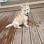 puppy, dog, wooden_deck, steps, collar, light_brown, sitting, pet, outdoor, curious, mop, window, sneakers, water_stains, fur, animal, young_dog, ears_up, daylight, house