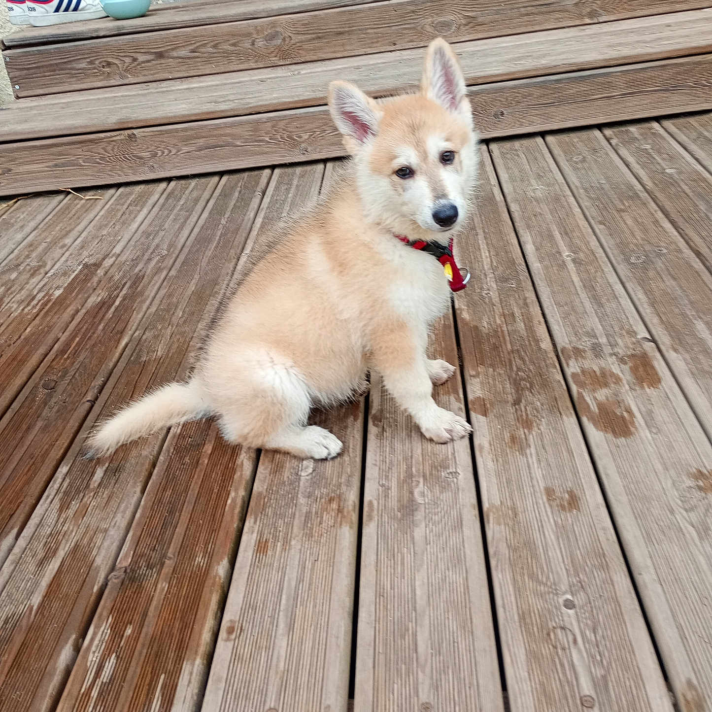 Rachka a rejoint le concours — aidez-le/la à gagner de superbes lots ! animal, collar, curious, daylight, dog, ears_up, fur, house, light_brown, mop, outdoor, pet, puppy, sitting, sneakers, steps, water_stains, window, wooden_deck, young_dog