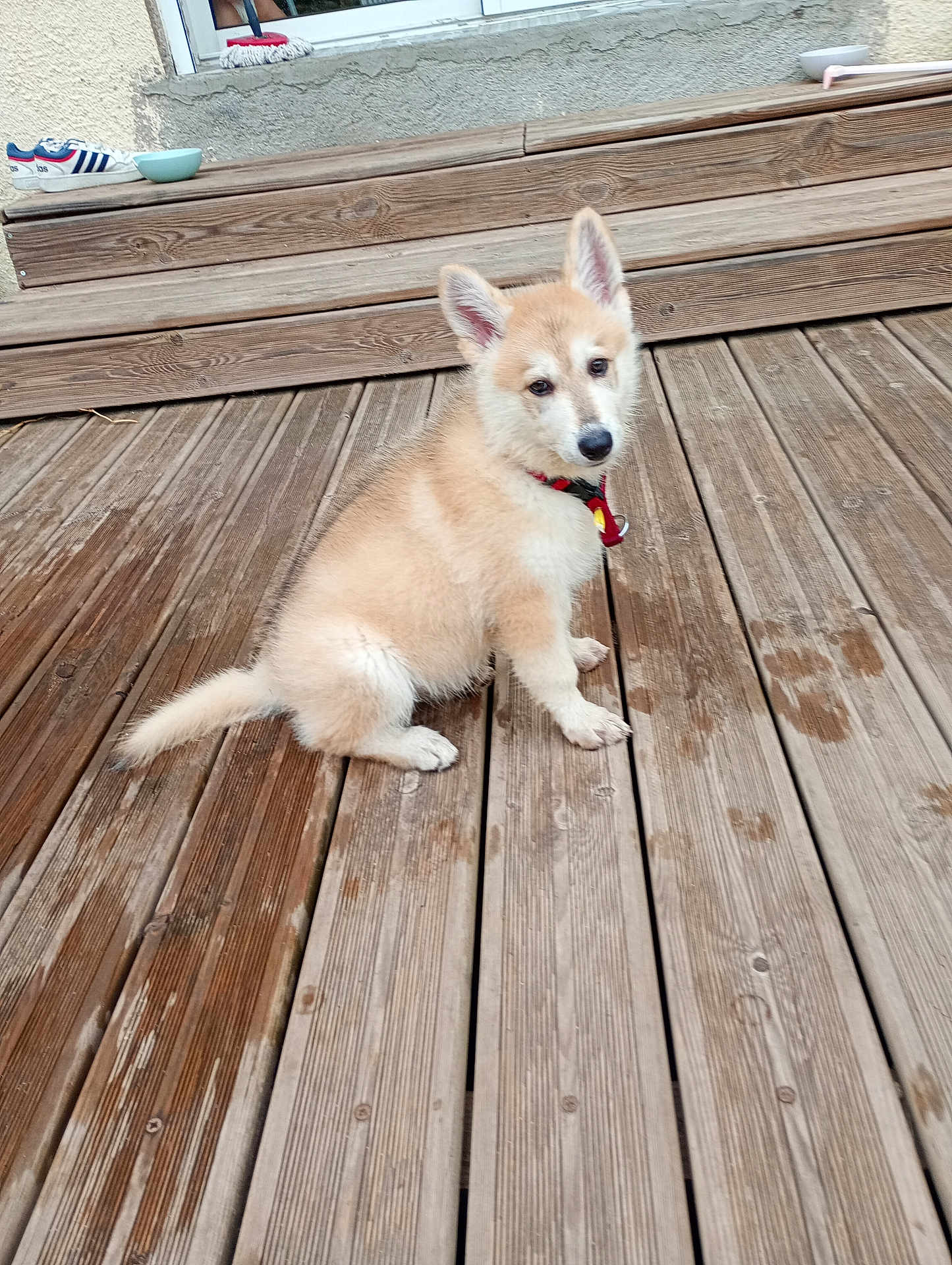 Rachka a rejoint le concours — aidez-le/la à gagner de superbes lots ! puppy, dog, wooden_deck, steps, collar, light_brown, sitting, pet, outdoor, curious, mop, window, sneakers, water_stains, fur, animal, young_dog, ears_up, daylight, house