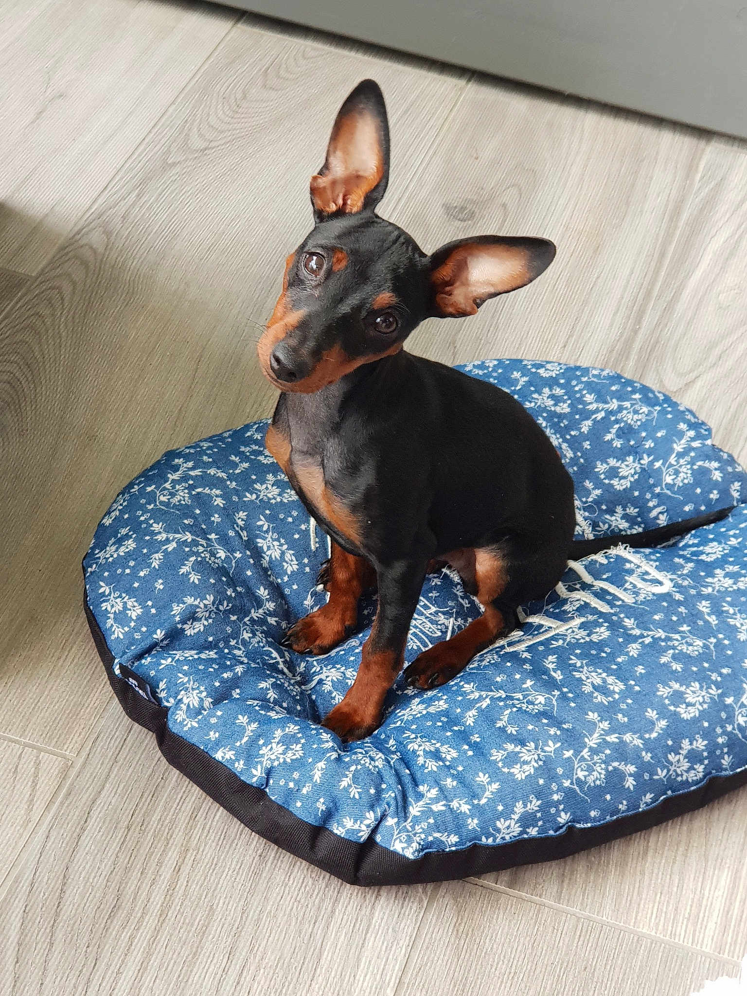 Raïko