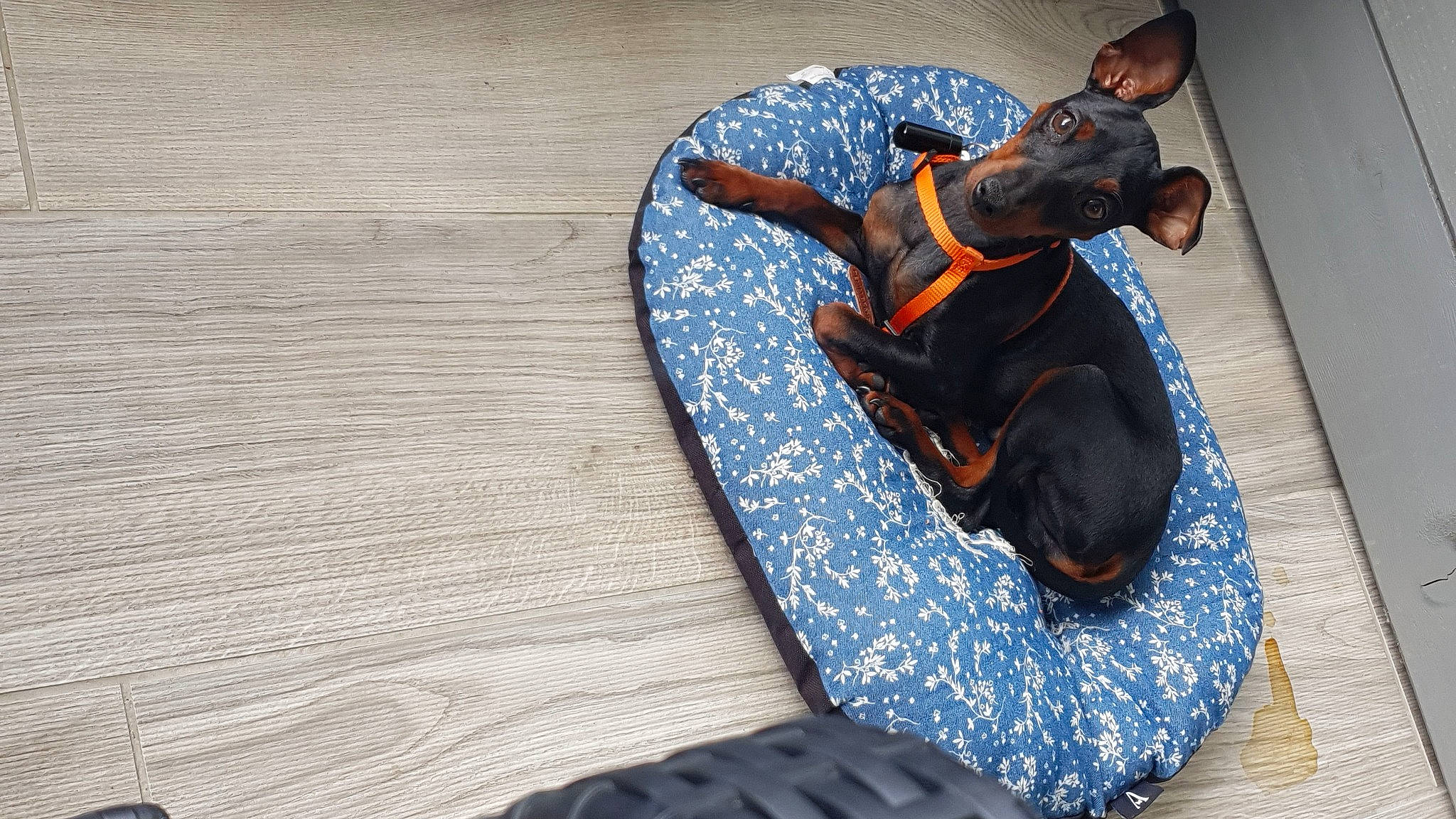 Raïko a rejoint le concours — aidez-le/la à gagner de superbes lots ! canidae, carnivore, companion_dog, dachshund, dobermann, dog, dog_breed, guard_dog, miniature_pinscher, pinscher, rottweiler