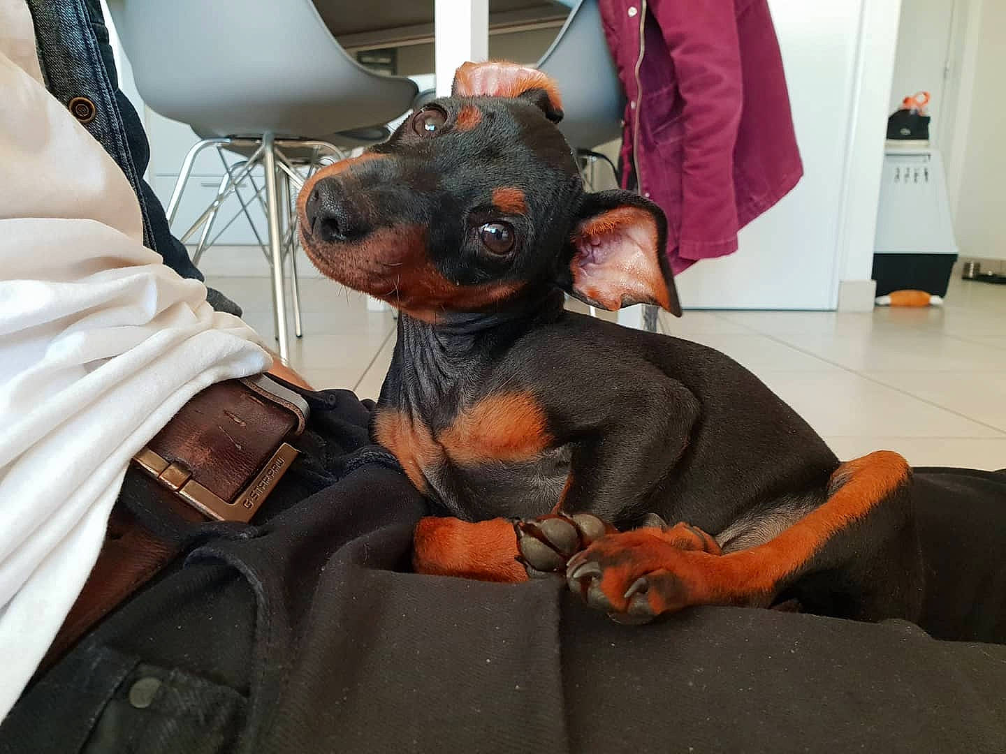 Raïko participe au concours pour gagner de l'argent avec cette photo : canidae, carnivore, companion_dog, dog, dog_breed, english_toy_terrier, german_pinscher, guard_dog, manchester_terrier, miniature_pinscher, non_sporting_group, pinscher, prazsky_krysarik, russkiy_toy, snout, toy_dog, toy_manchester_terrier