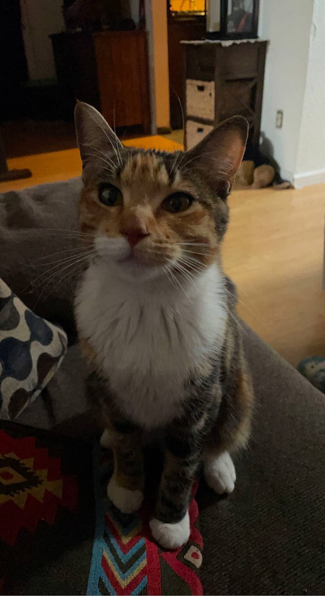 Doja joined the competition — help win amazing prizes! carnivore, cat, claw, comfort, domestic_short_haired_cat, door, felidae, flooring, fur, paw, sitting, small_to_medium_sized_cats, snout, tail, whiskers, window