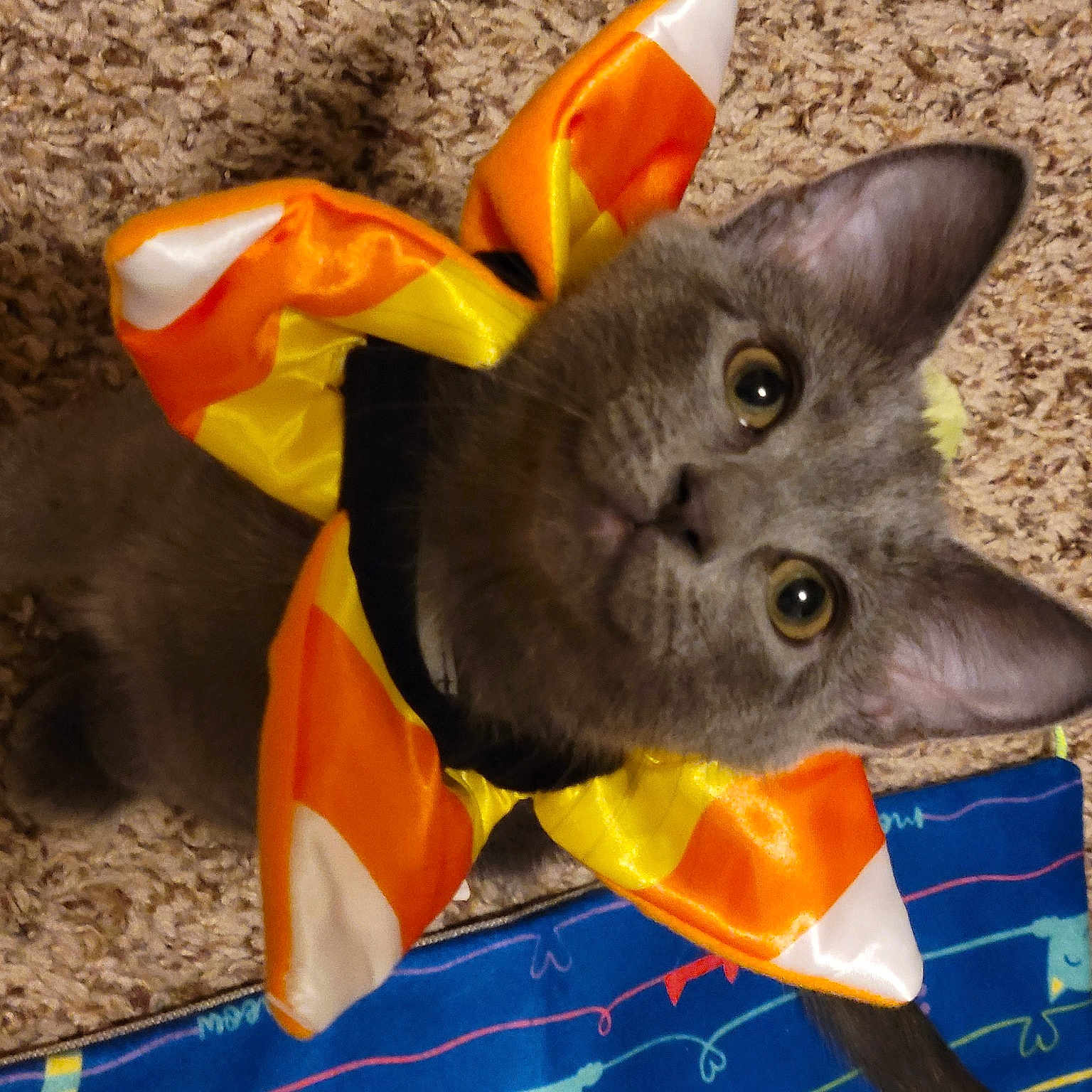 Lilly is registered to the contest to win money with this photo: black_cat, carmine, carnivore, cat, cat_toy, chartreux, domestic_short_haired_cat, fawn, felidae, fur, orange, russian_blue, small_to_medium_sized_cats, tail, toy, whiskers