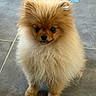 adorable, animal_photography, black_eyes, black_nose, companion_animal, cute, dog, fluffy, fur, golden, indoors, long_hair, orange, pet, pomeranian, portrait, puppy, sitting, small_dog, tile_floor