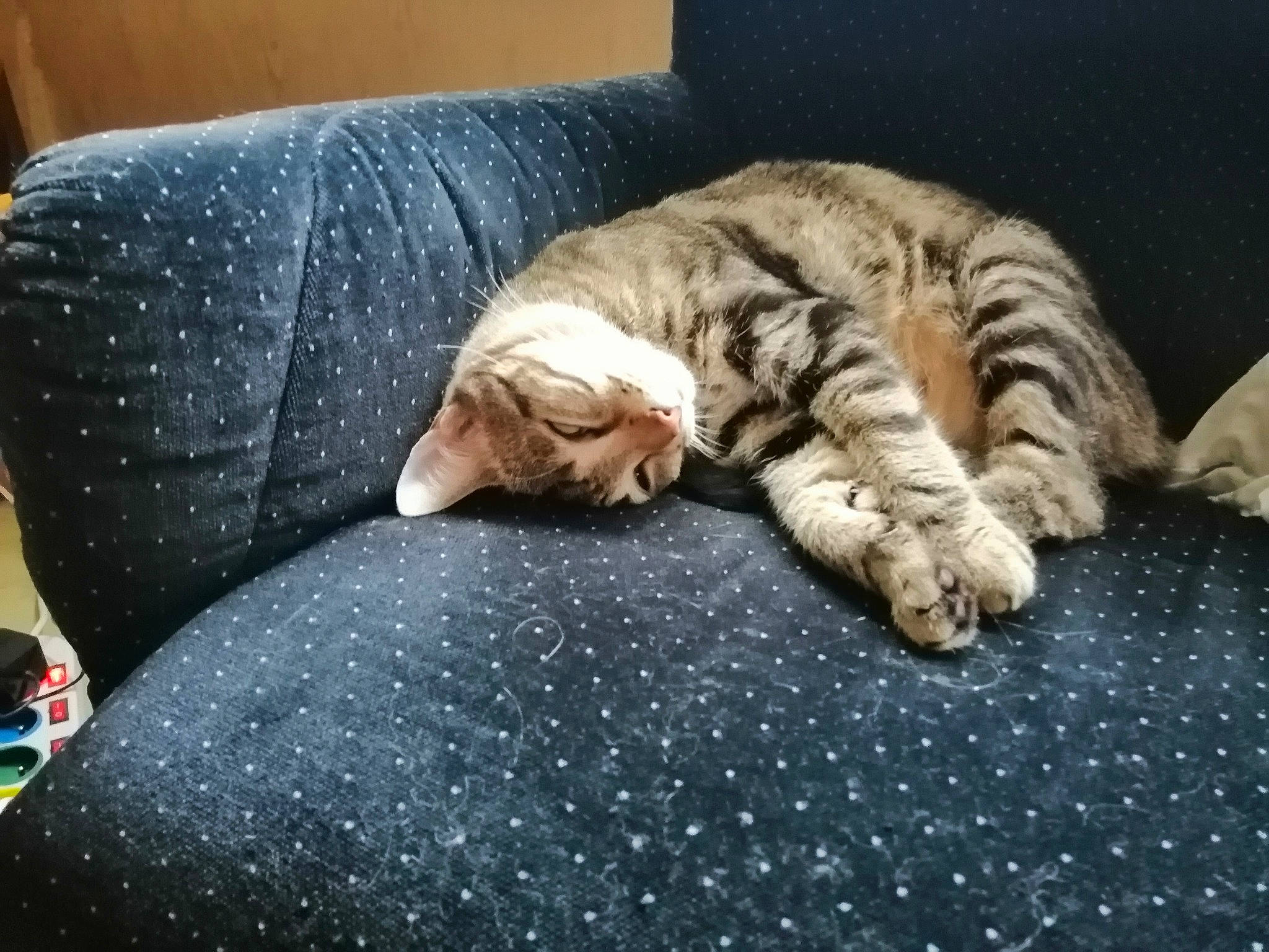 Simba