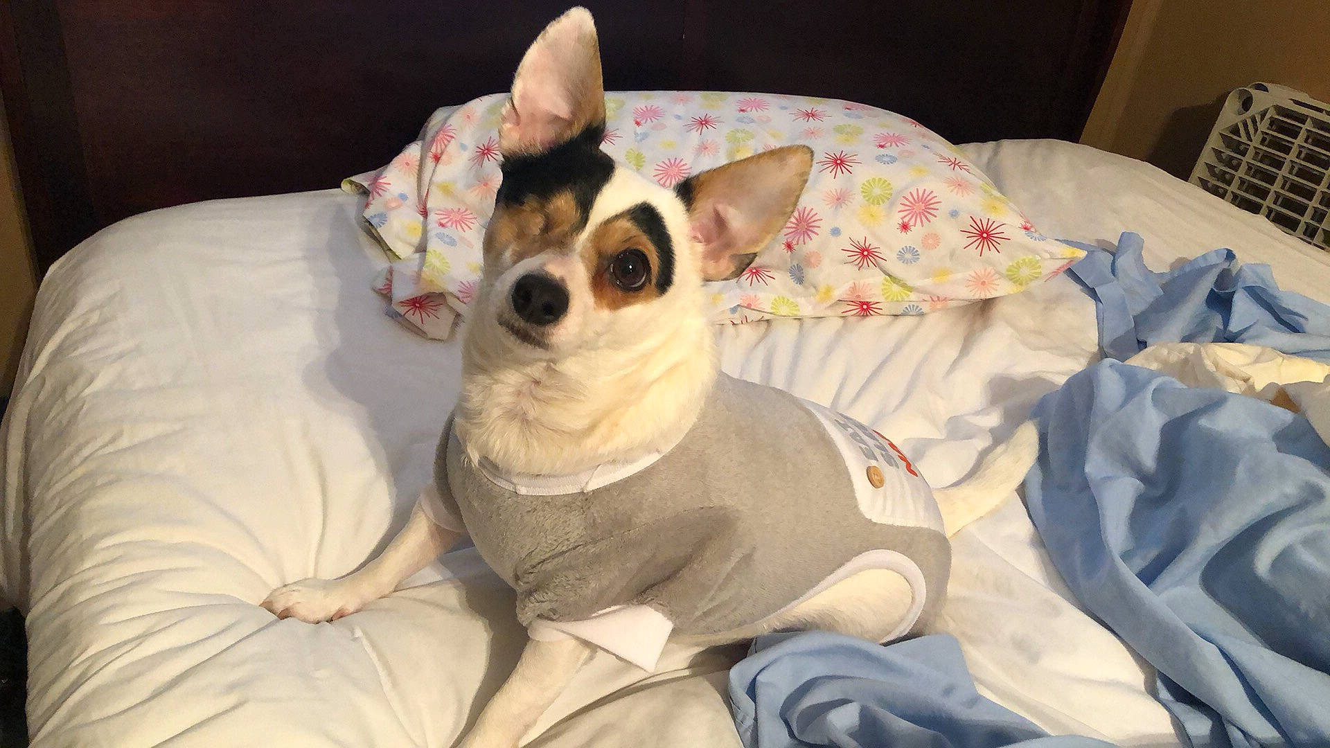 Tazzy Bell joined the competition — help win amazing prizes! bed, canidae, carnivore, comfort, companion_dog, dog, dog_breed, dog_supply, ear, eyewear, fawn, fur, linens, mammal, pillow, snout, sporting_group, toy_dog, whiskers, working_animal