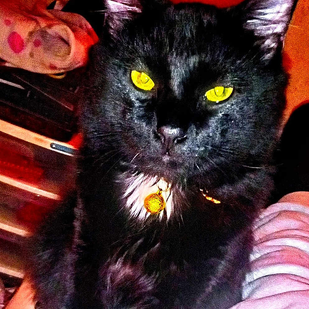 Beautifuls is registered to the contest to win money with this photo: accessories, animal, blackcat, bodypart, cat, couch, cushion, face, flower, furniture, head, kitten, manx, mouth, person, pet, photography, plant, portrait, rose