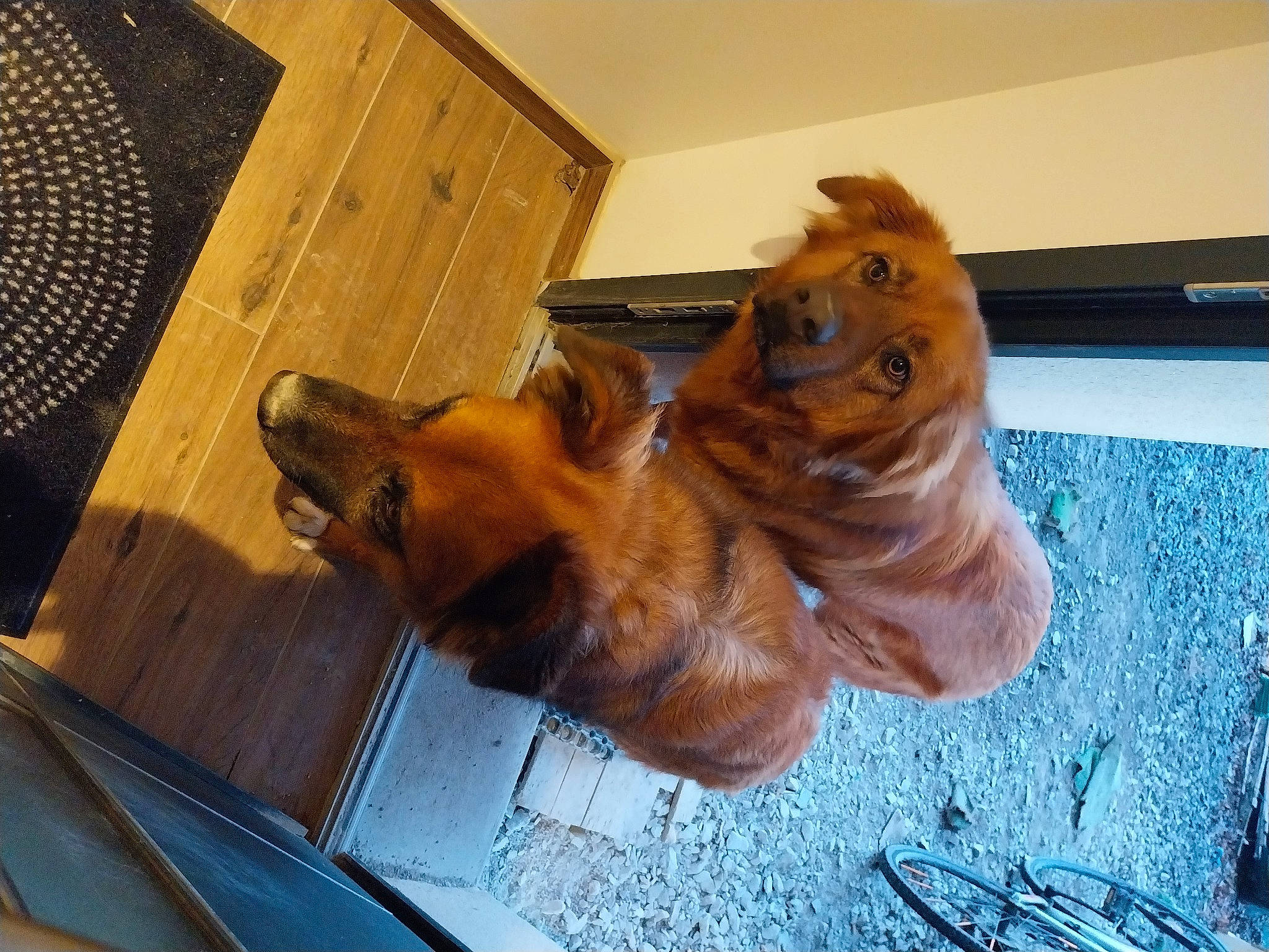 Sarko participe au concours pour gagner de l'argent avec cette photo : art, canidae, carnivore, companion_dog, dog, dog_breed, fawn, felidae, flooring, fur, guard_dog, handwriting, liver, small_to_medium_sized_cats, snout, sporting_group, terrestrial_animal, whiskers, wood, working_animal