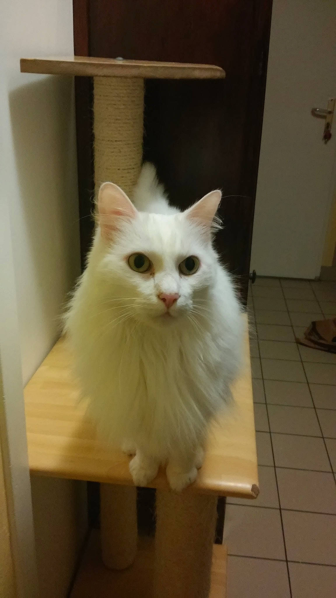 Dede participe au concours pour gagner de l'argent avec cette photo : american_curl, asian_semi_longhair, british_semi_longhair, carnivore, cat, domestic_long_haired_cat, fawn, felidae, khao_manee, mammal, napoleon_cat, norwegian_forest_cat, persian, ragamuffin, ragdoll, small_to_medium_sized_cats, turkish_angora, turkish_van, whiskers