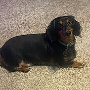 Roux is registered to the contest to win money with this photo: dog, dachshund, pet, indoor, carpet, black, tan, collar, tag, laying, fur, animal, cute, looking_up, domestic, companion, small_dog, ears, floor, canine