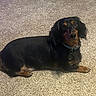 dog, dachshund, pet, indoor, carpet, black, tan, collar, tag, laying, fur, animal, cute, looking_up, domestic, companion, small_dog, ears, floor, canine