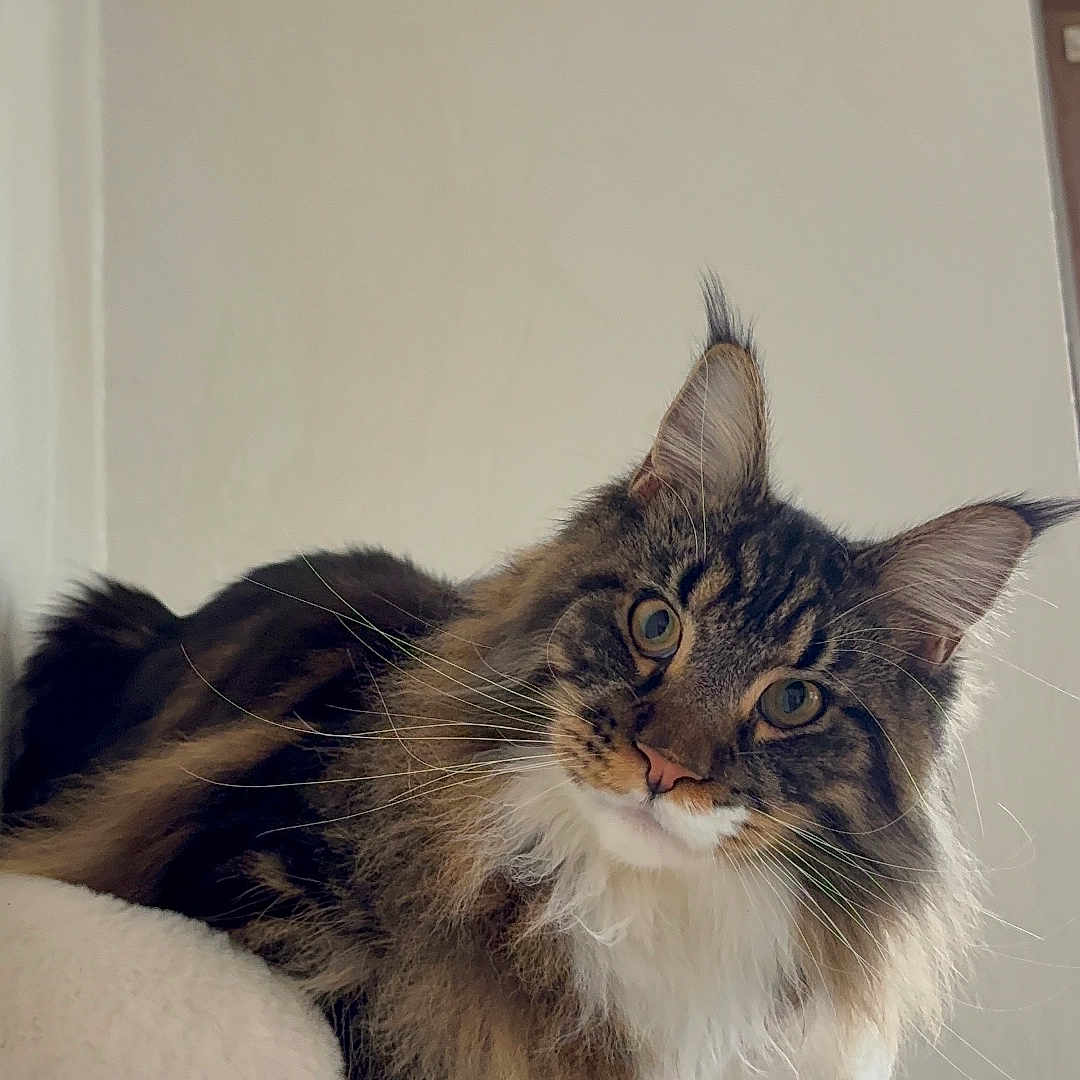 Ares