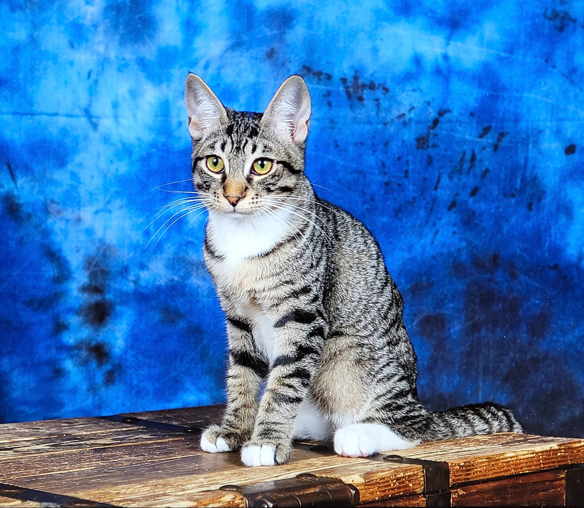 Seth a rejoint le concours — aidez-le/la à gagner de superbes lots ! art, azure, carnivore, cat, domestic_short_haired_cat, electric_blue, felidae, fur, grass, paint, paw, sitting, sky, small_to_medium_sized_cats, snout, tail, terrestrial_animal, whiskers, wildlife, winter