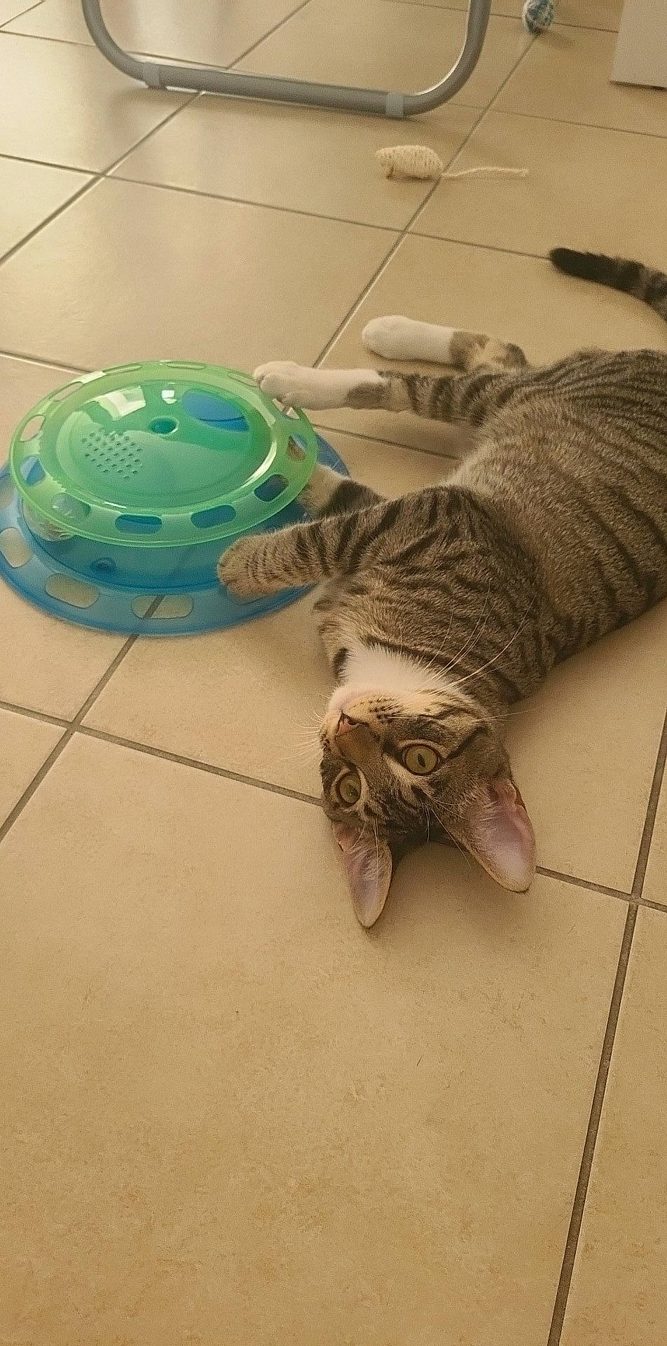 Seth participe au concours pour gagner de l'argent avec cette photo : ball, carnivore, cat, comfort, domestic_short_haired_cat, fawn, felidae, floor, flooring, foot, fur, hardwood, human_leg, small_to_medium_sized_cats, snout, sporting_group, tail, toy, whiskers, wood